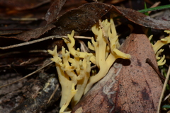 Ramaria lorithamnus