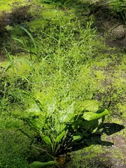 Alisma subcordatum