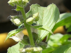 Ceratina smaragdula