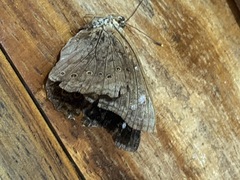 Asterocampa idyja argus