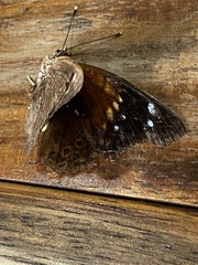 Asterocampa idyja argus