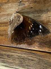 Asterocampa idyja argus