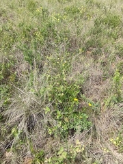 Donnellsmithia juncea