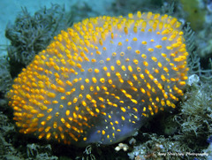 Polycitor giganteus