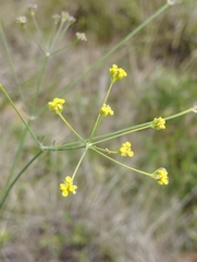 Donnellsmithia juncea