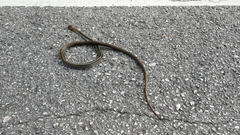 Coelognathus radiatus