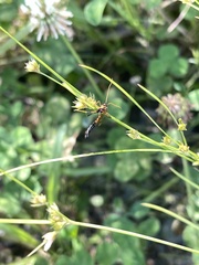 Opheltes glaucopterus