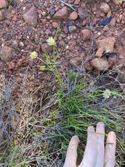 Opercularia vaginata