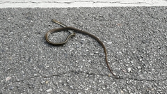 Coelognathus radiatus