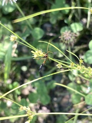 Opheltes glaucopterus