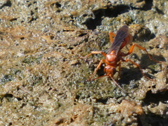 Tachypompilus unicolor