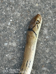 Coelognathus radiatus