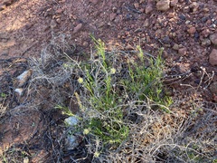 Opercularia vaginata