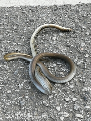 Coelognathus radiatus