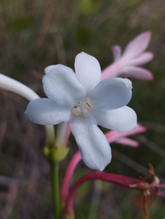Polianthes longiflora