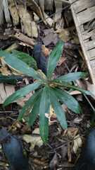 Ardisia cornudentata