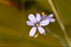 Sisyrinchium nashii