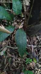 Dysoxylum spectabile