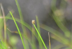 Eleocharis engelmannii