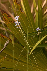 Sisyrinchium nashii