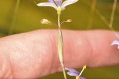 Sisyrinchium nashii
