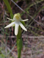 Habenaria trifida