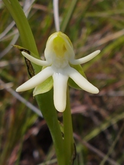 Habenaria trifida