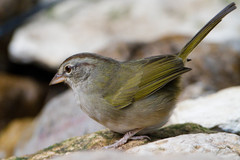 Olive Sparrow photo 2
