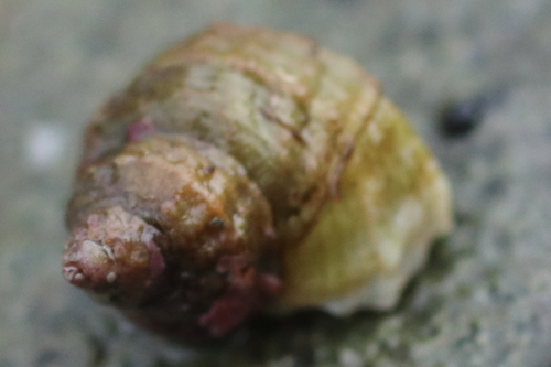 Ariadnaria insignis