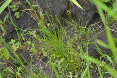 Eleocharis engelmannii