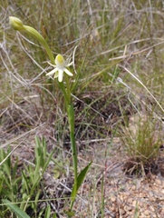 Habenaria trifida