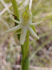 Habenaria trifida