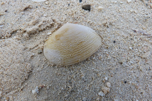 Quidnipagus palatam