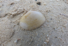 Tellinidae