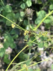 Opheltes glaucopterus