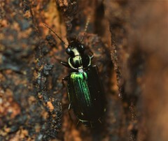 Coptodera aerata