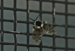 Lepiseodina conspicua