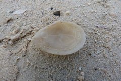 Tellinidae