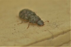 Synchita parvula