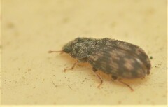 Synchita parvula