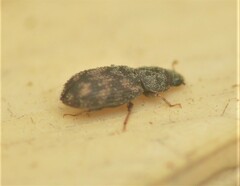 Synchita parvula