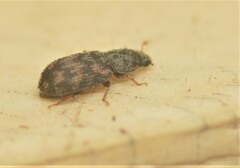 Synchita parvula
