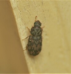 Synchita parvula