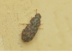 Synchita parvula