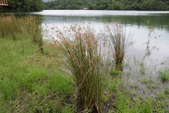 Juncus polyanthemus