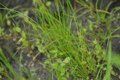 Eleocharis engelmannii