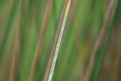 Juncus polyanthemus