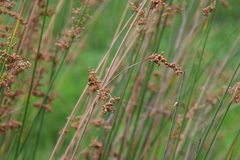 Juncus polyanthemus