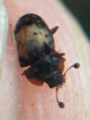 Omosita discoidea