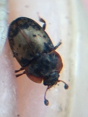 Omosita discoidea